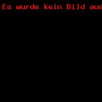 Pferdesport Vorführung